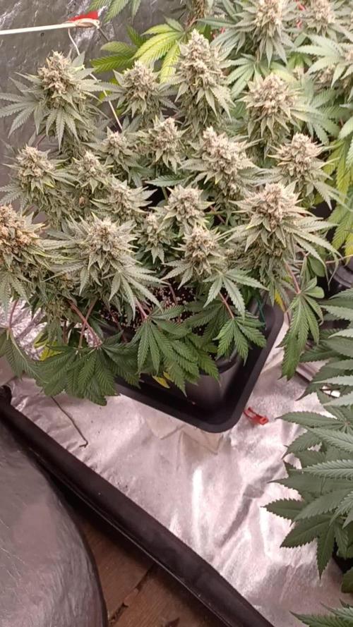Wedding cake rQs