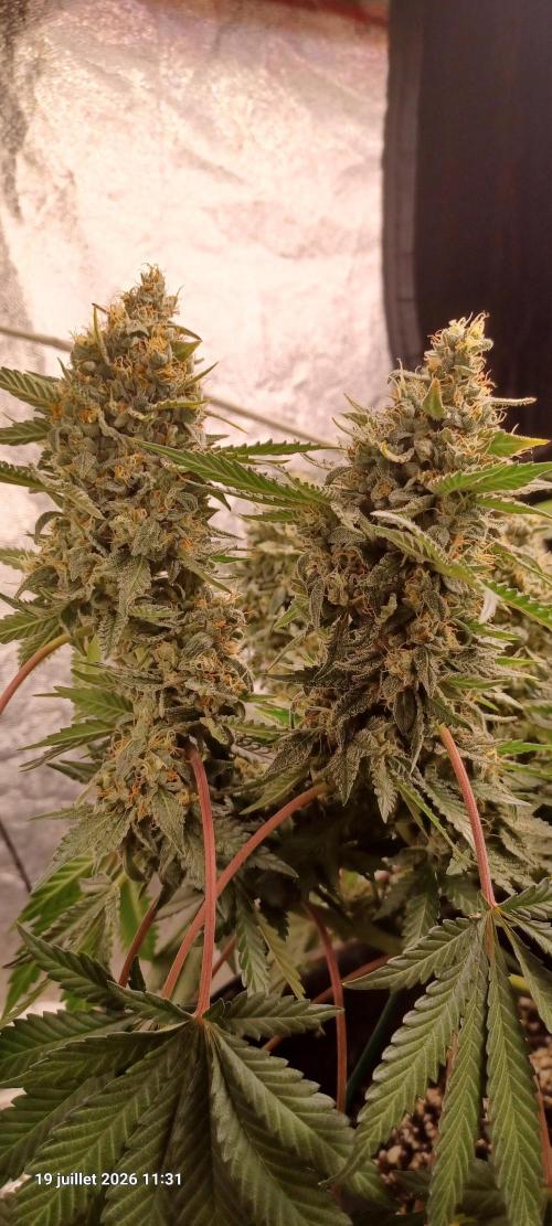 Wedding cake rQs. Week 14