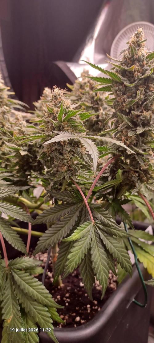 Wedding cake rQs. Week 14