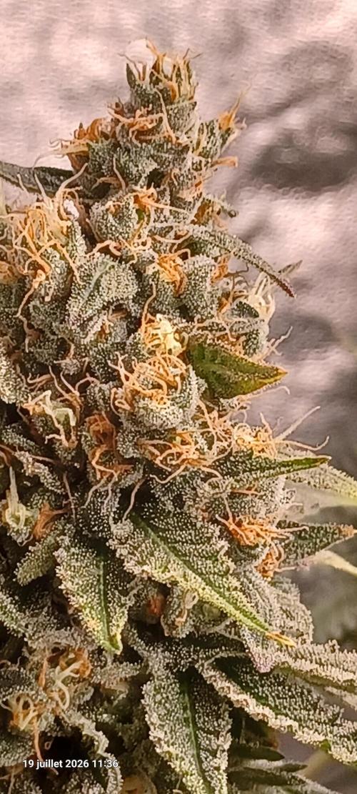 Wedding cake rQs. Week 14