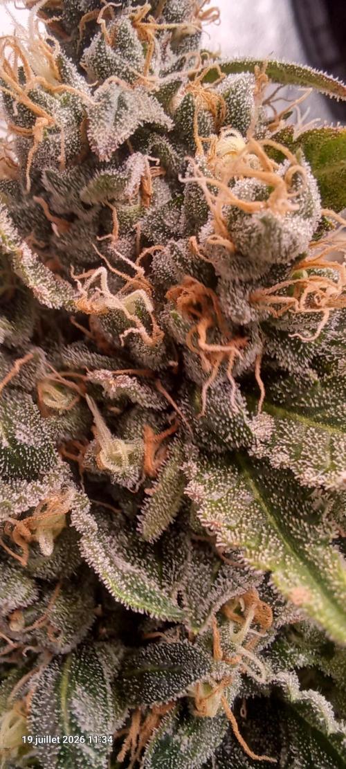 Wedding cake rQs. Week 14