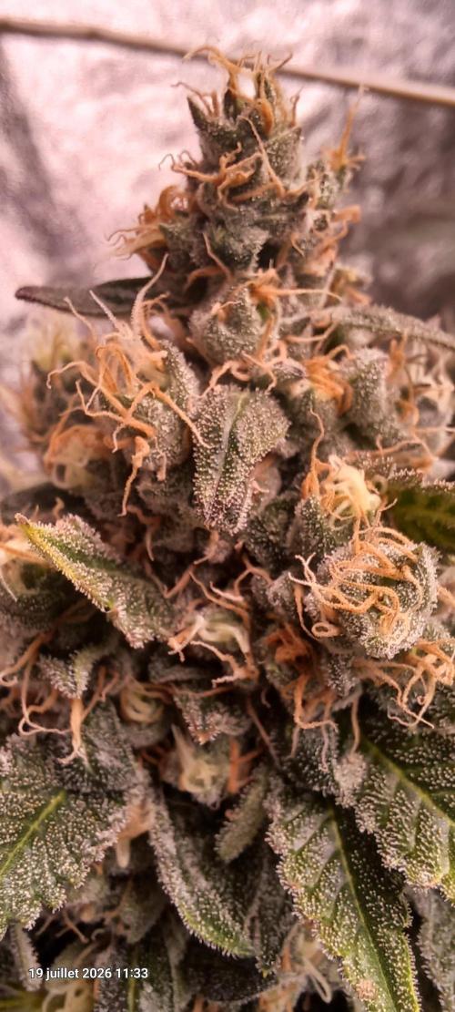 Wedding cake rQs. Week 14