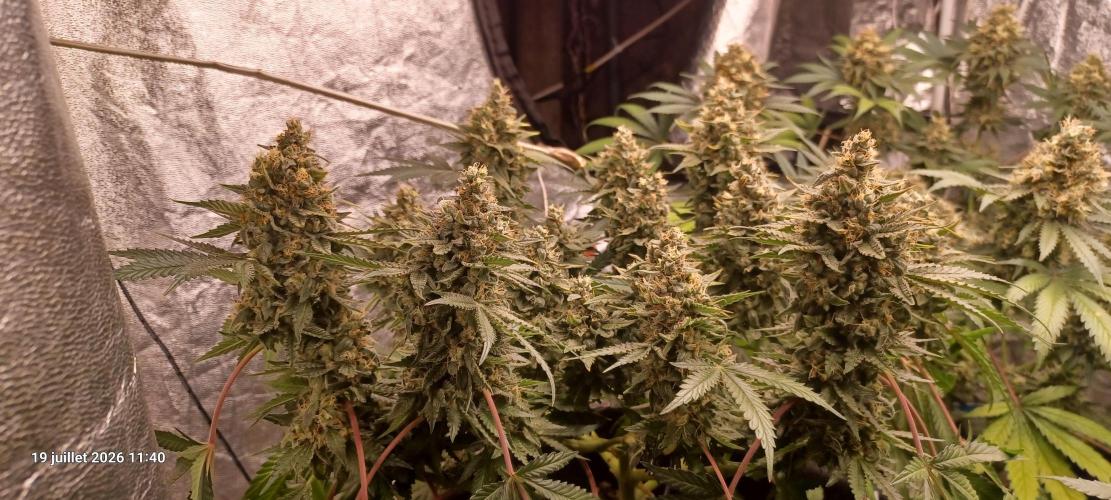 Wedding cake rQs. Week 14