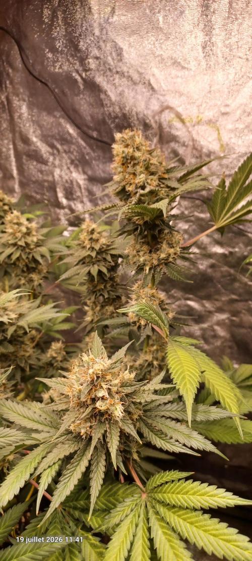 Wedding cake rQs. Week 14