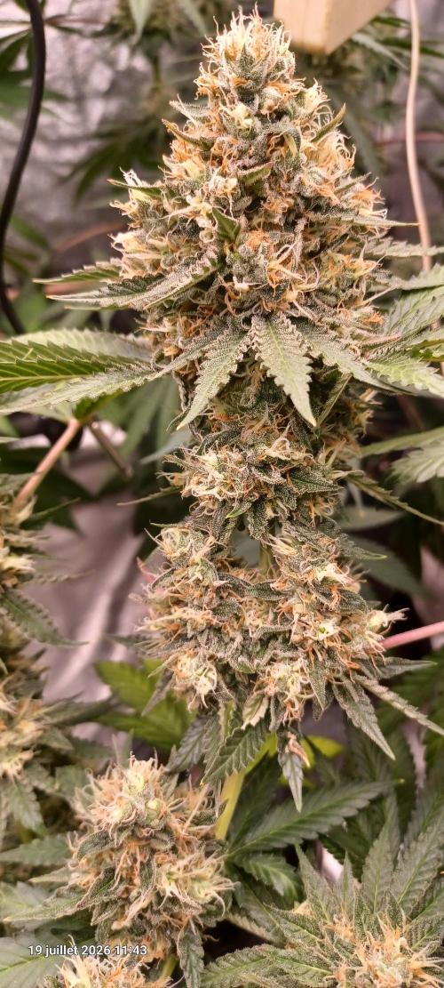 Wedding cake rQs. Week 14
