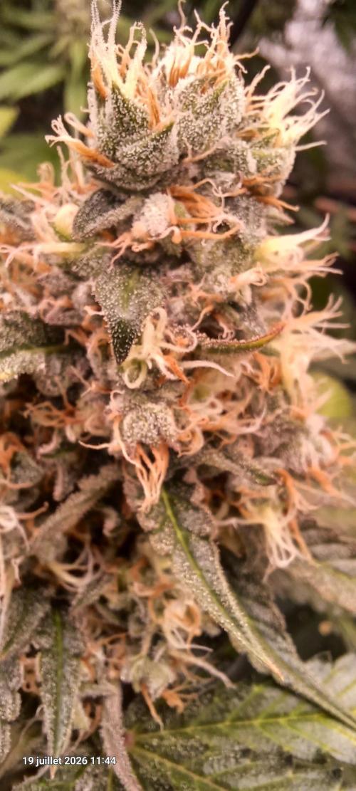 Wedding cake rQs. Week 14