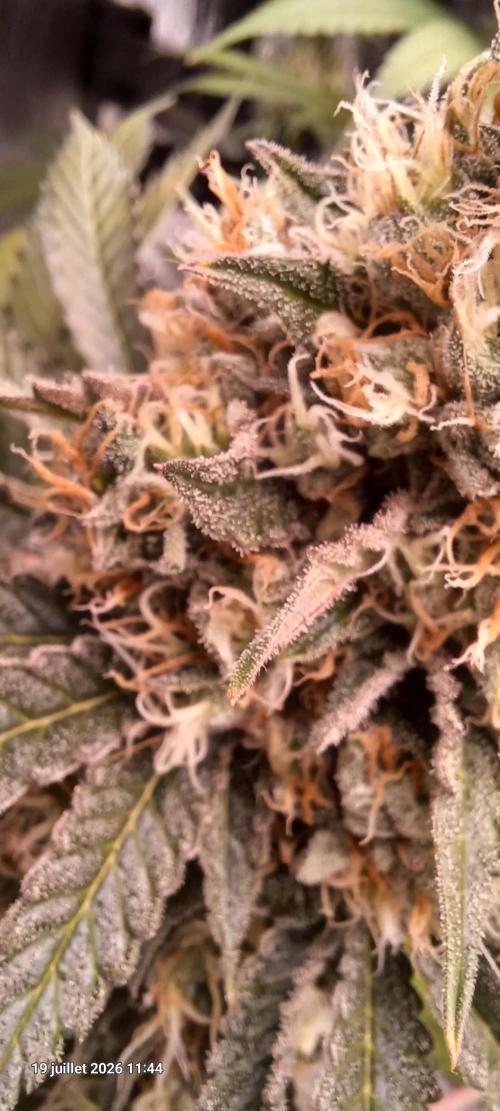 Wedding cake rQs. Week 14