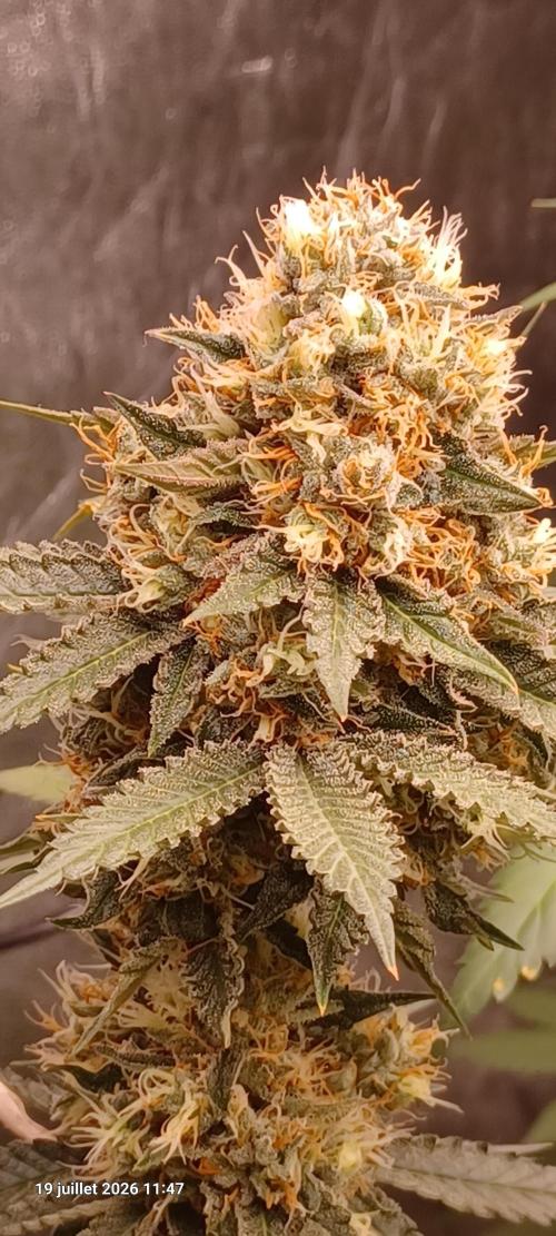 Wedding cake rQs. Week 14