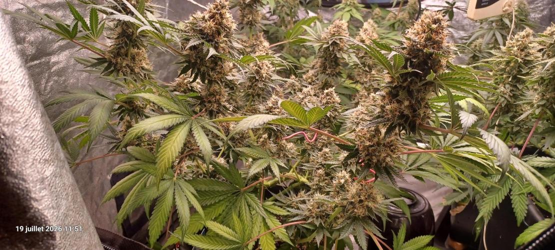 Wedding cake rQs. Week 14