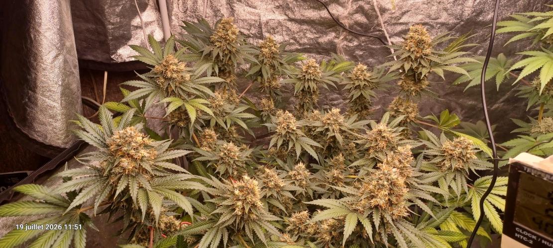 Wedding cake rQs. Week 14