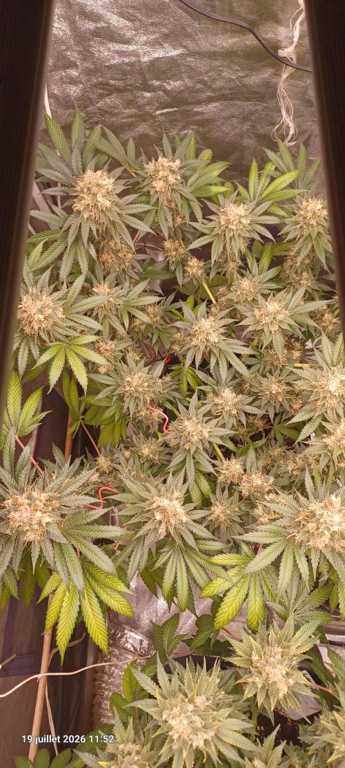 Wedding cake rQs. Week 14