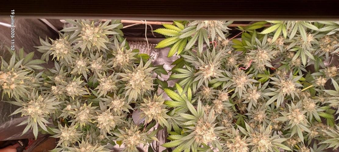 Wedding cake rQs. Week 14