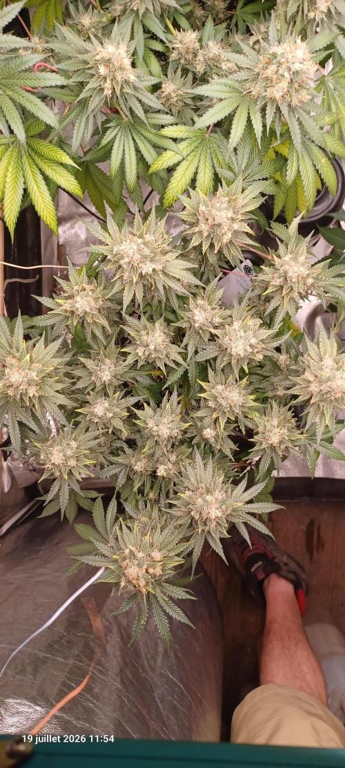 Wedding Cake. Week 14