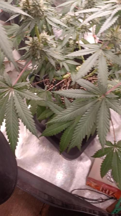 Forbidden Fruit  rQs