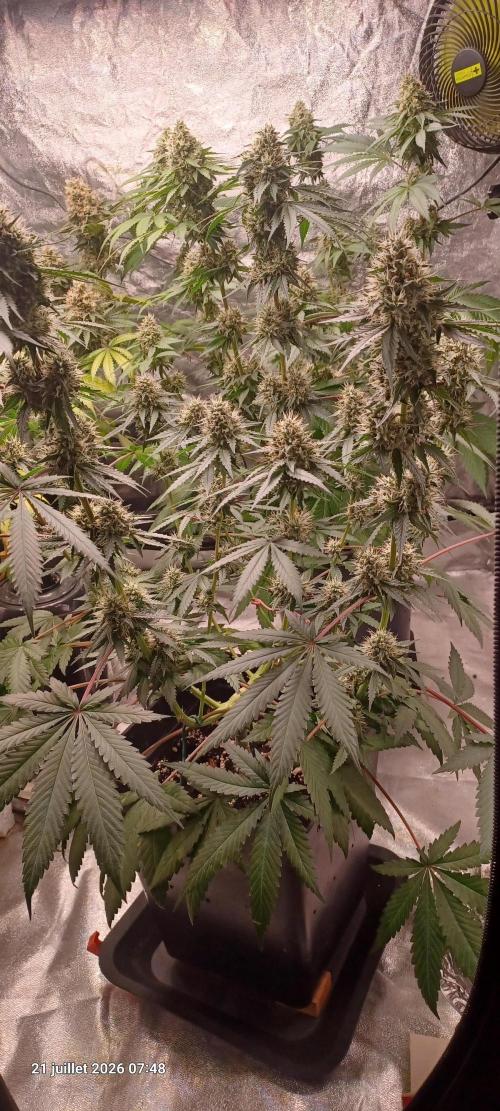 Forbidden Fruit  rQs. Week 11