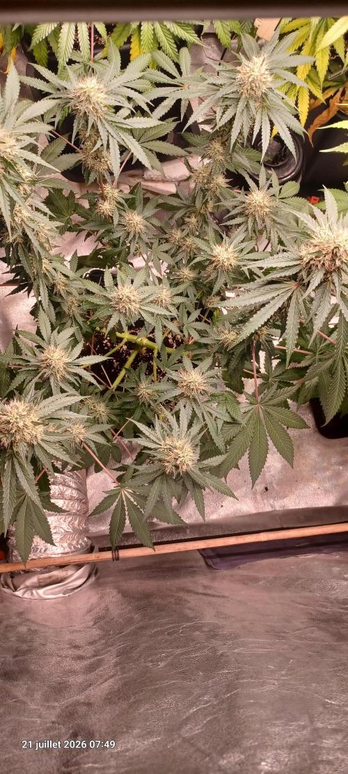 Forbidden Fruit  rQs. Week 11