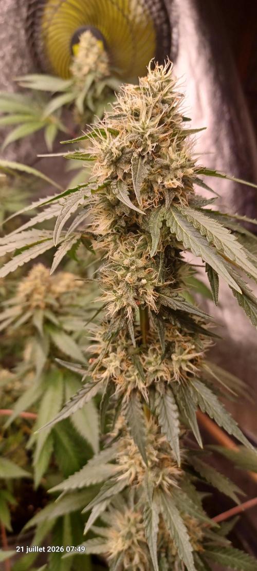 Forbidden Fruit  rQs. Week 11