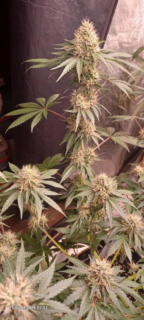 Forbidden Fruit  rQs. Week 11