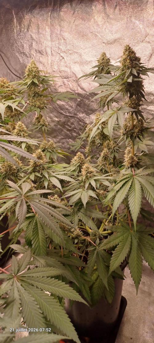 Forbidden Fruit  rQs. Week 11