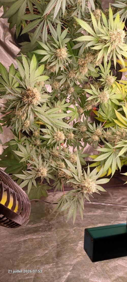 Forbidden Fruit  rQs. Week 11