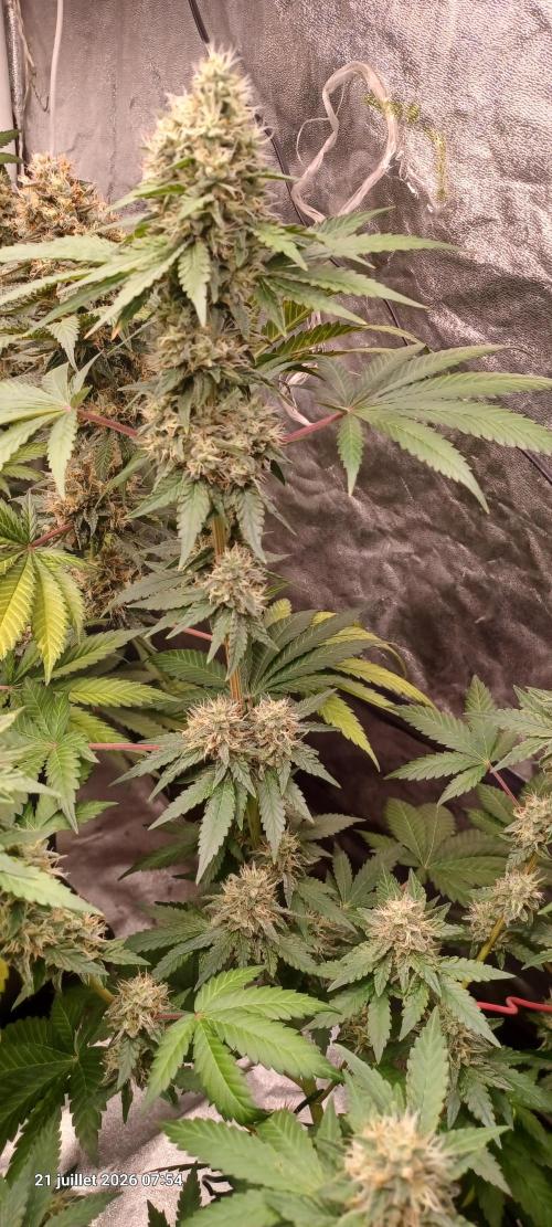Forbidden Fruit  rQs. Week 11