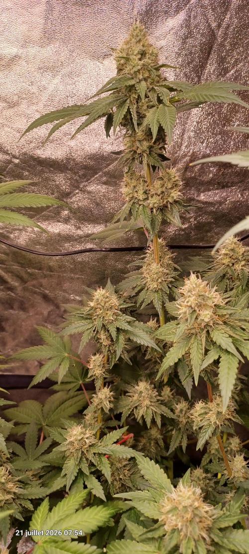 Forbidden Fruit  rQs. Week 11