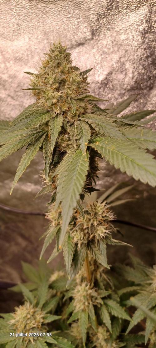 Forbidden Fruit  rQs. Week 11