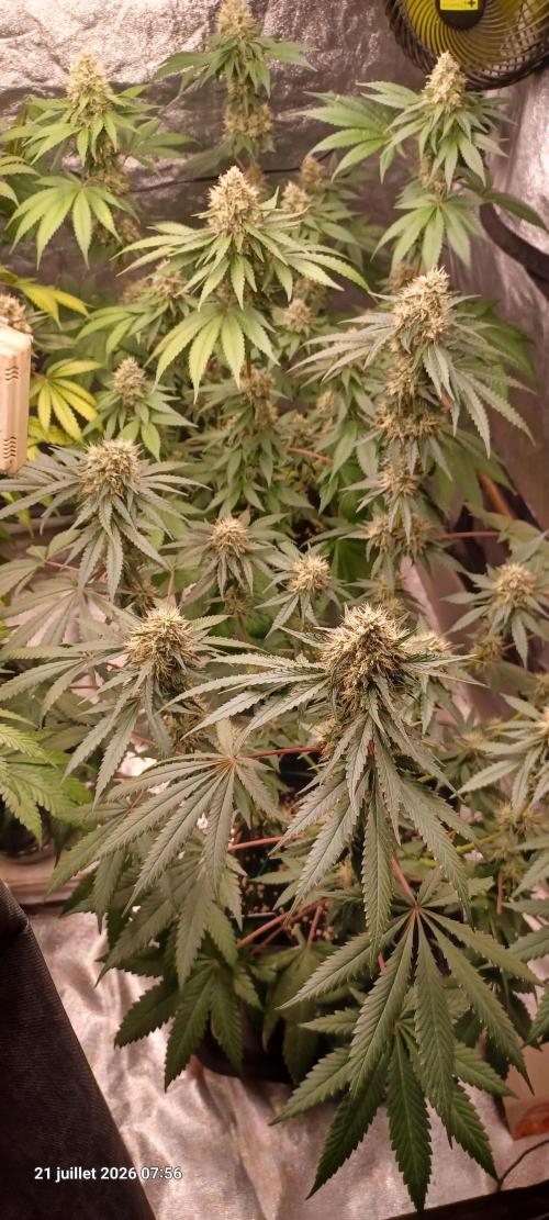 Forbidden Fruit  rQs. Week 11