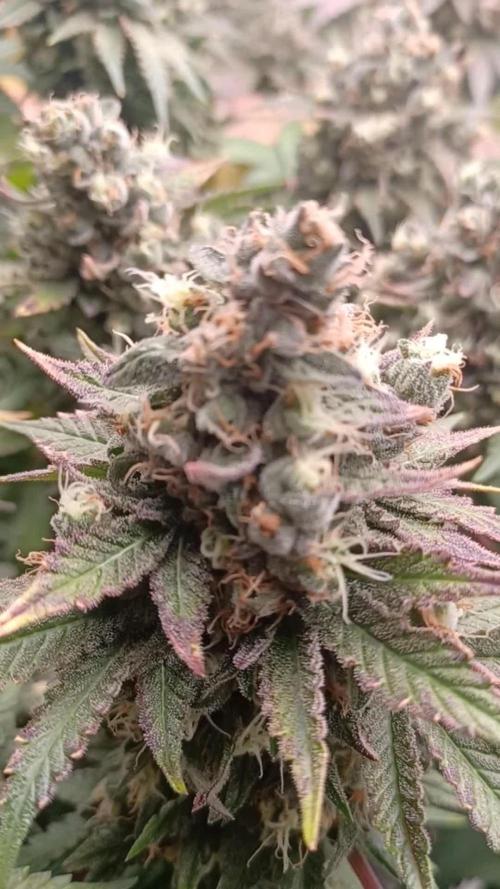Wedding cake rQs