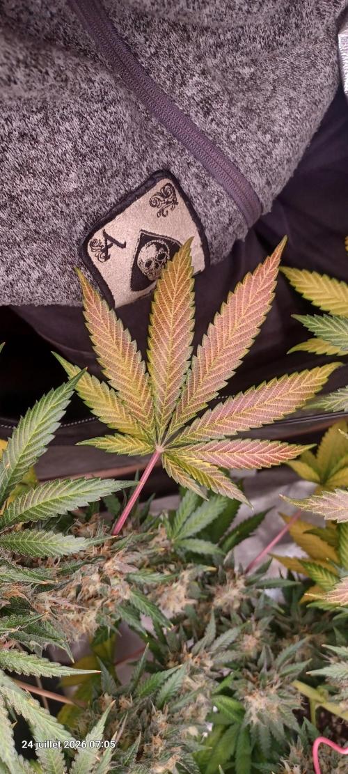 Wedding cake rQs. Week 15
