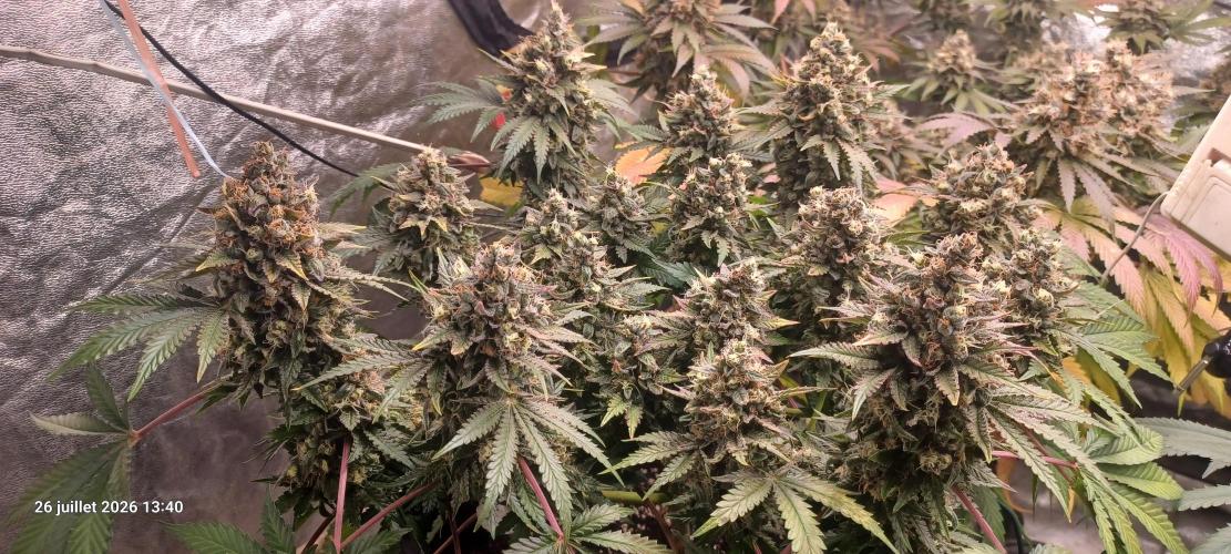 Wedding cake rQs. Week 15