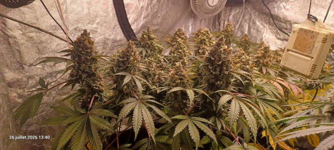 Wedding cake rQs. Week 15