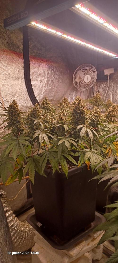 Wedding cake rQs. Week 15