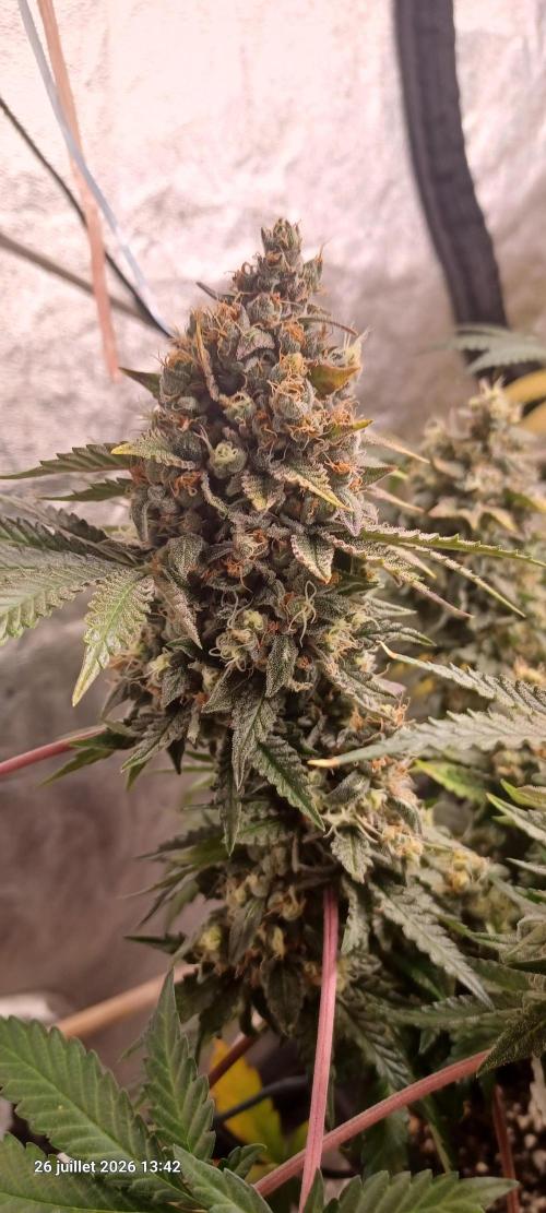 Wedding cake rQs. Week 15