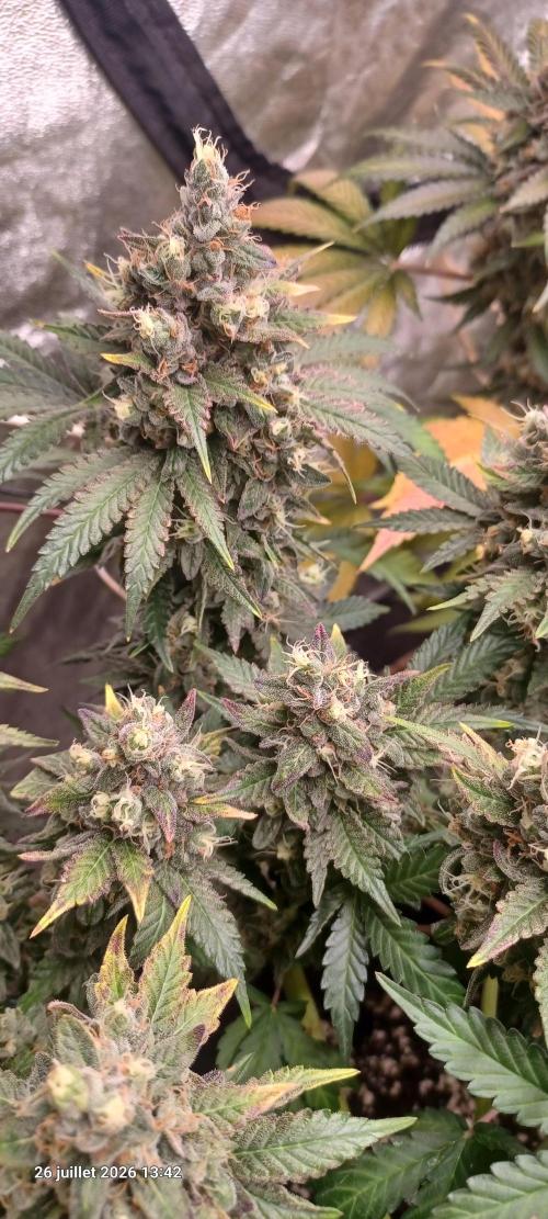 Wedding cake rQs. Week 15