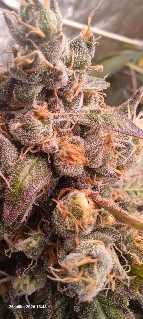 Wedding cake rQs. Week 15