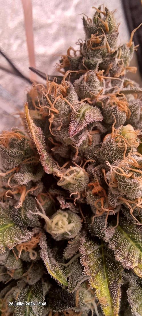 Wedding cake rQs. Week 15