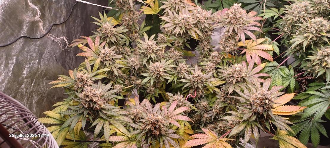 Wedding cake rQs. Week 15