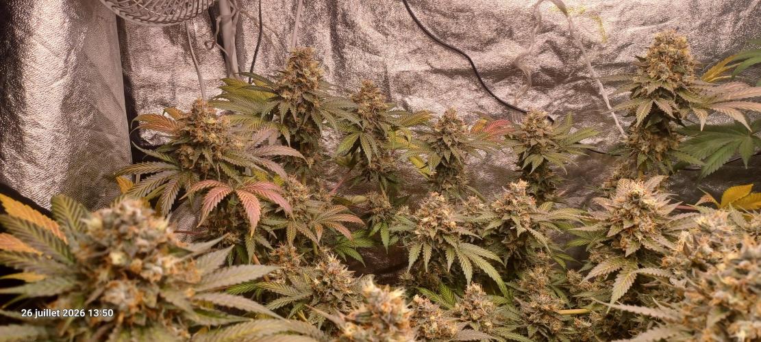 Wedding cake rQs. Week 15