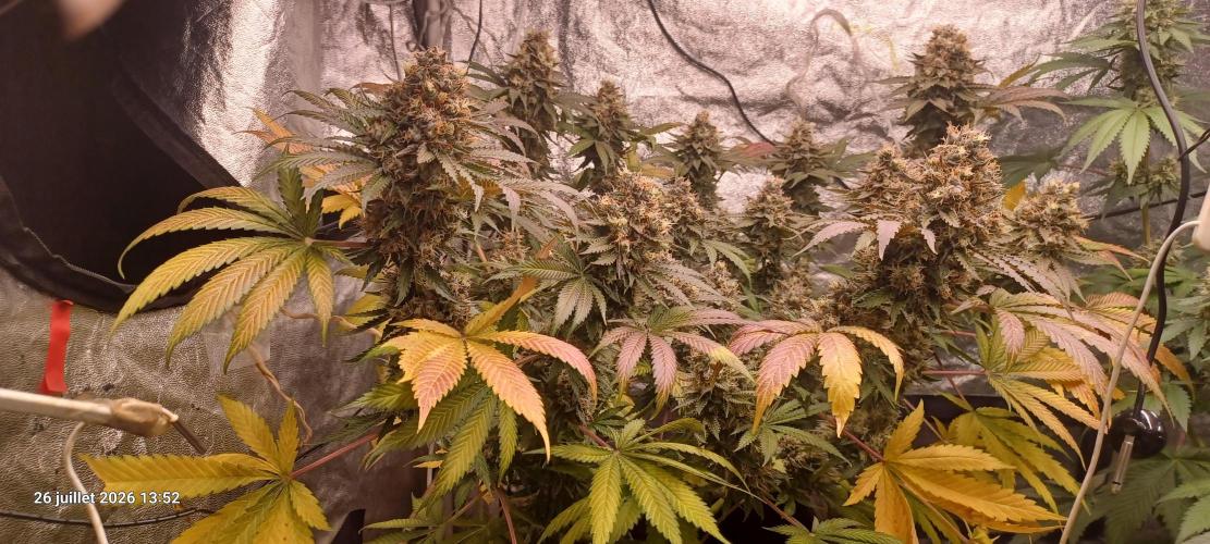 Wedding cake rQs. Week 15