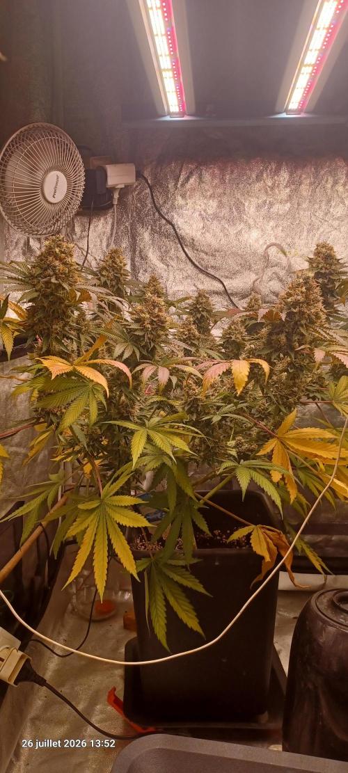 Wedding cake rQs. Week 15