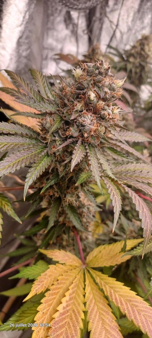 Wedding cake rQs. Week 15