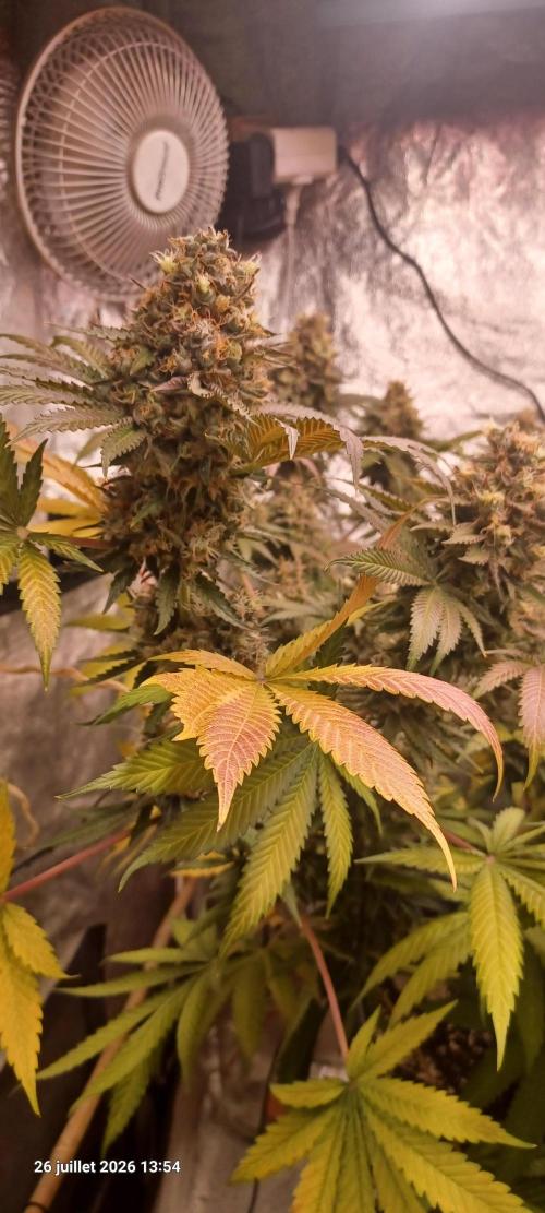 Wedding cake rQs. Week 15