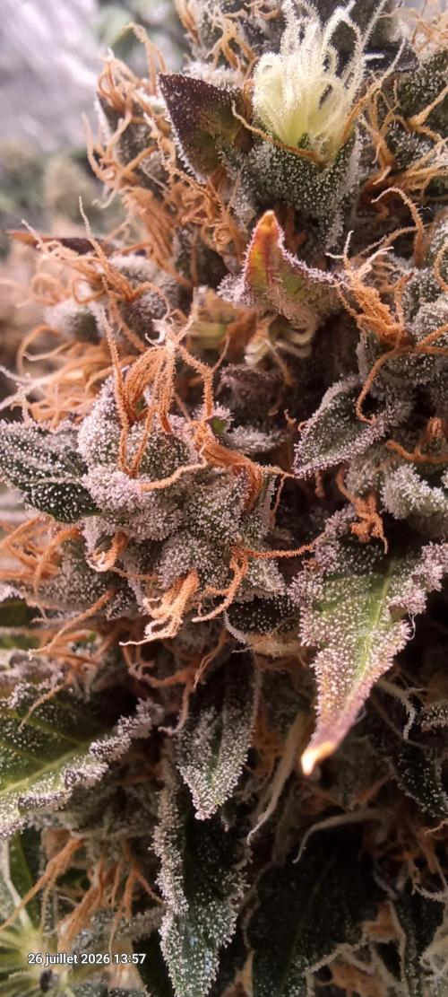 Wedding cake rQs. Week 15