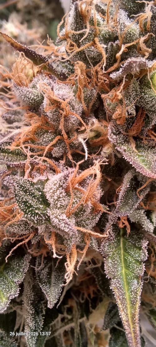 Wedding cake rQs. Week 15