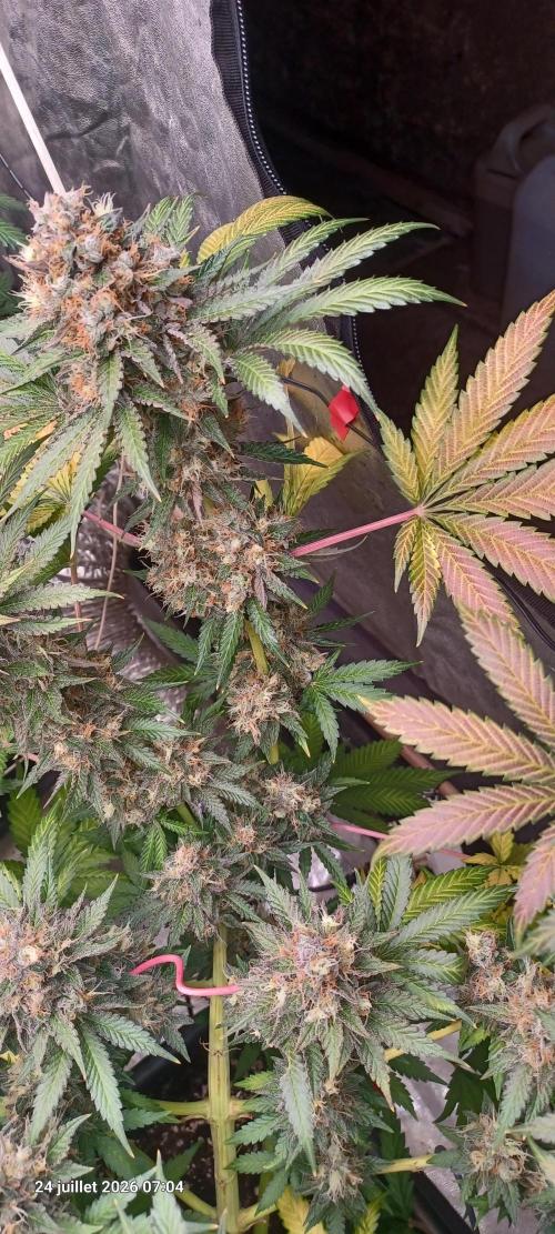 Wedding cake rQs. Week 15