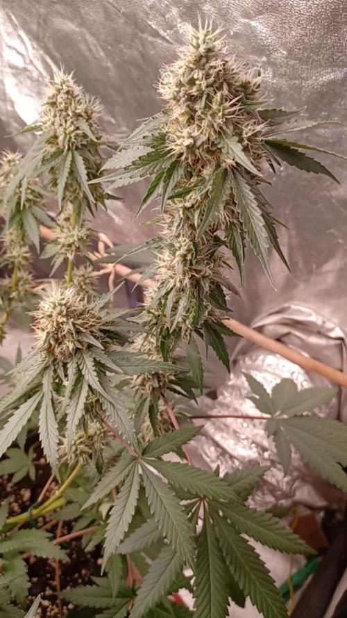 Forbidden Fruit  rQs