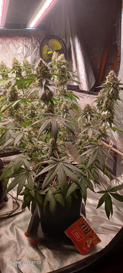 Forbidden Fruit  rQs. Week 12