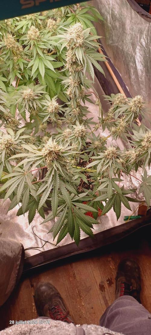 Forbidden Fruit  rQs. Week 12