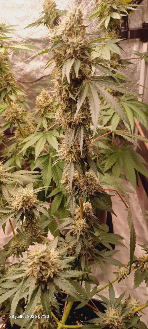 Forbidden Fruit  rQs. Week 12